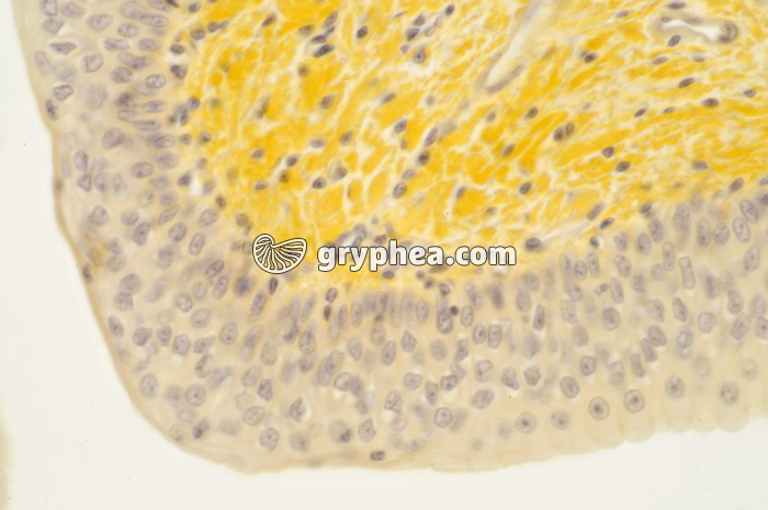 Urêtre muscle lisse x100 - gryphea.com